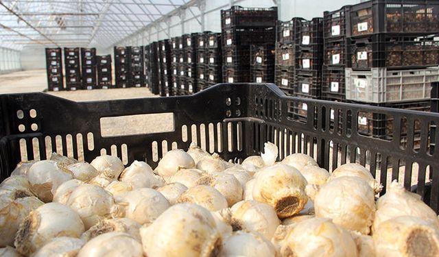 220 bin lale soğanı dikildi