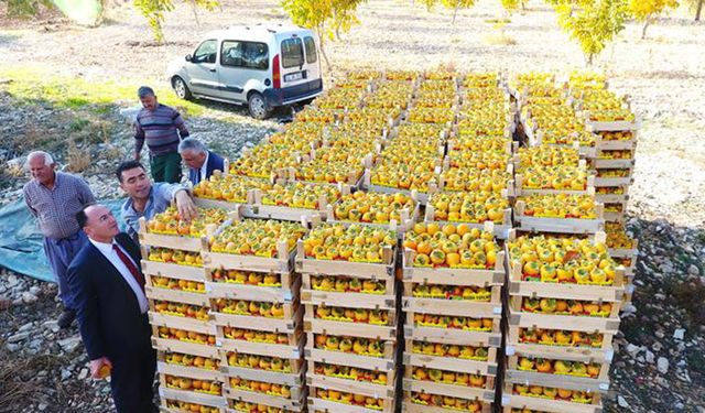 Adıyaman’da Trabzon hurmasının hasadı yapıldı