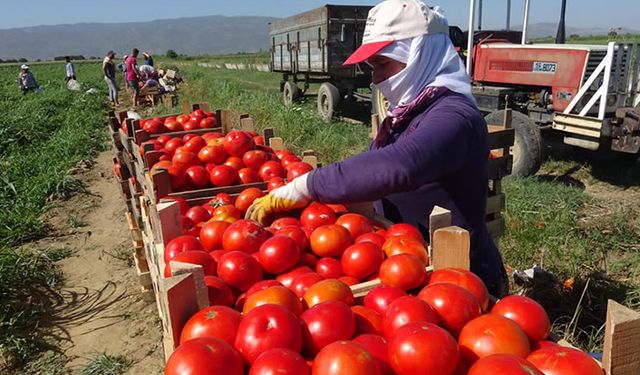 ATSO: Domates üreticileri tepkili