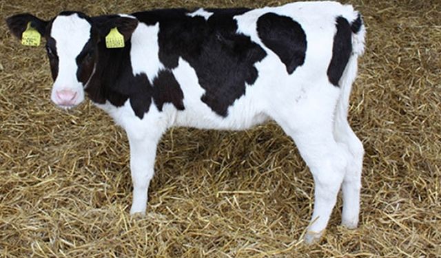 Besiciler zorda buzağı desteği neden ödenmiyor?