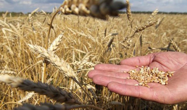 Bitkisel üretimde 2019 destekleme ödemeleri nasıl yapılacak?