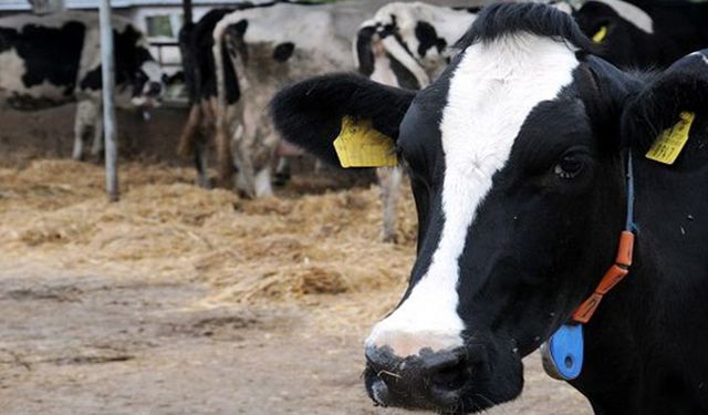 Çiğ süt destek ödemeleri bu hafta yapılacak