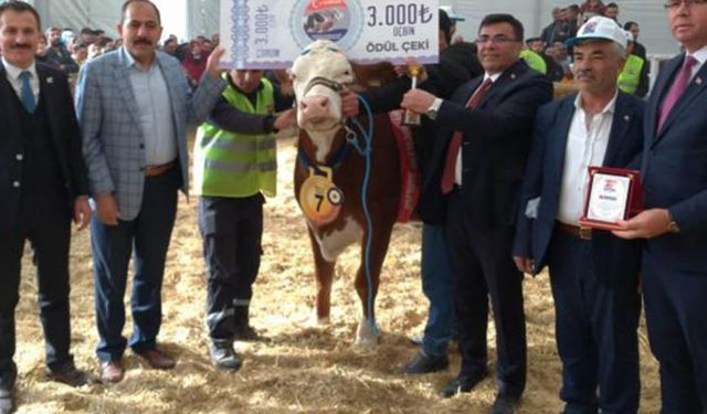 Çorum'da ilk kez düzenlendi gebe düve ve buzağılar bir biriyle yarıştı