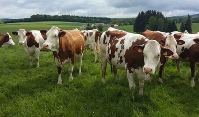 Hayvancılık destekleme tebliği yayımlandı