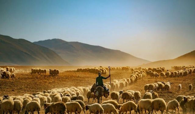 Hayvancılık desteleme başvuruları ne zaman?