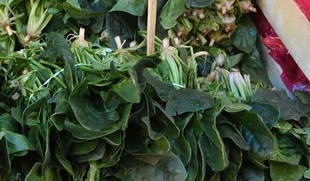 Ispanak zehirlenmesinden kaç kişi etkilendi?