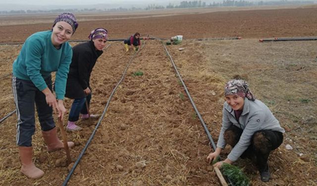 Kadın çiftçiler için lavanta demonstrasyonu kuruldu