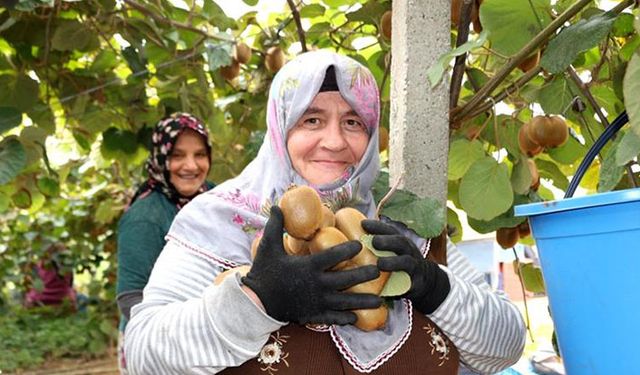 Kivi Yalova için altın değerinde