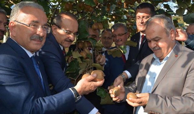 Ordu kivisinin hasat şenliği yapıldı