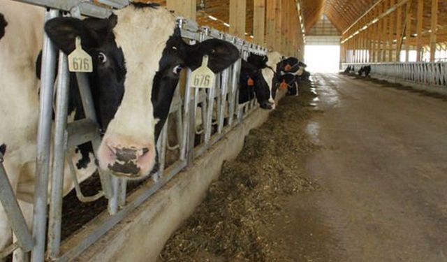 Süt prim desteğinin düşürülmesi üreticinin tepkisini çekti