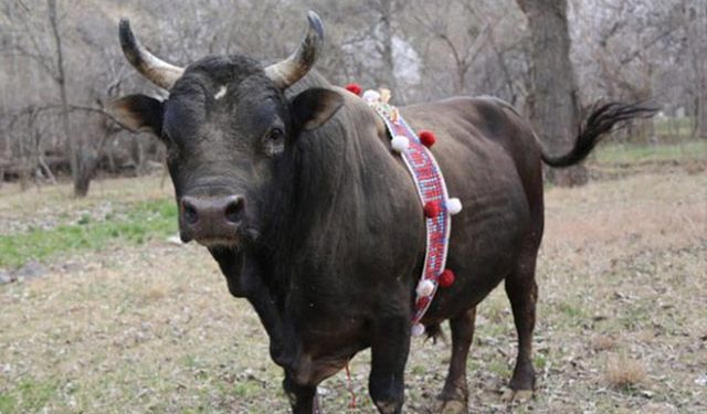 Tarım Bakanlığı et kalitesi için harekete geçti