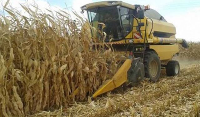 TMO'dan mısır satış fiyatı açıklaması: Tedbirinizi şimdiden alın