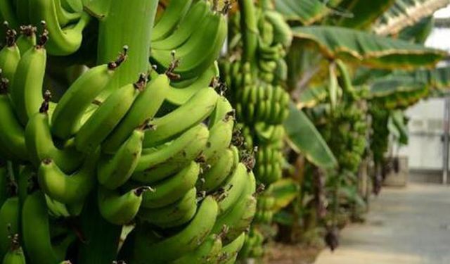 TZOB: Muz üretiminde artış!