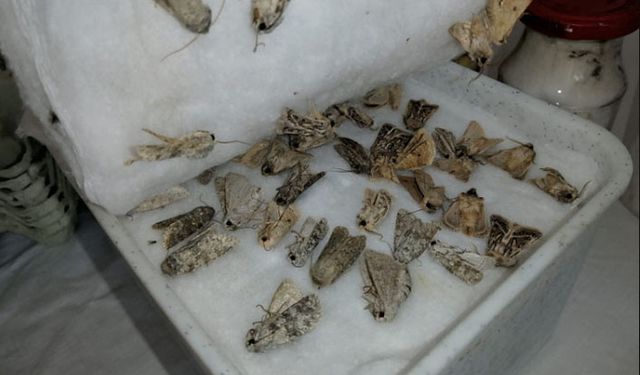 Ülkemize ait kelebek, sinek ve böcekler yurt dışına çıkarılırken yakalandı!
