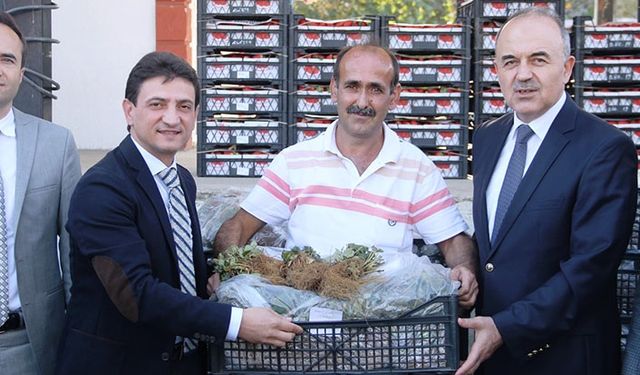 Yalova'da çiftçiye 140 bin adet çilek fidesi dağıtıldı
