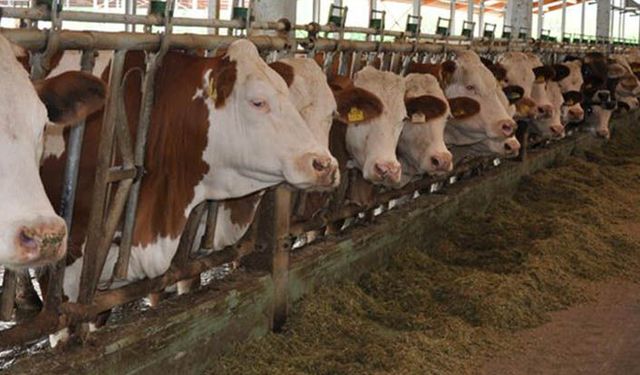 Yetiştirici yüzde 40 düve desteğinden nasıl yararlanacak?