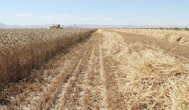 Buğdayda bu ne yaman çelişki! Bakanlık ekim alanı genişleyecek dedi TMO'nun ithalat kotası artırıldı