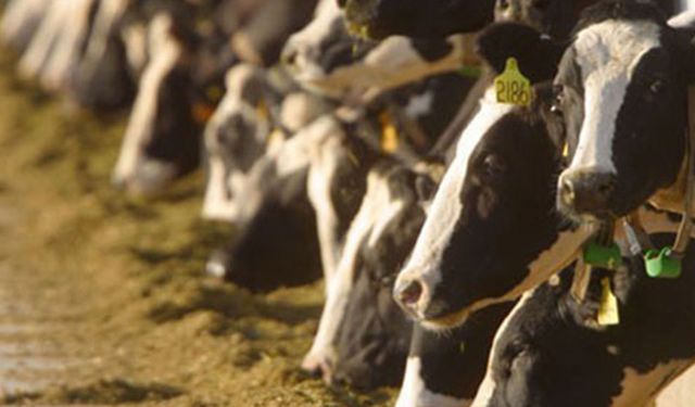 Büyükbaş hayvan üretimi et ihtiyacını karşılamaz!