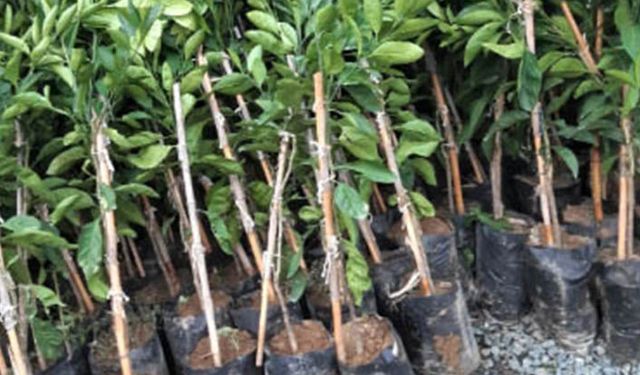 Çiftçilere meyve fidanı dağıtımı yapıldı