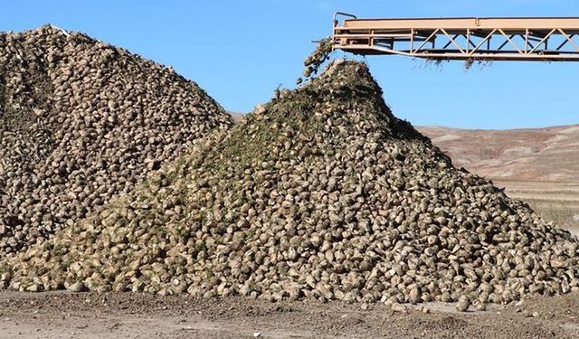 Çiftçinin kota tepkisi: Pancar ekmek istiyoruz kotayla sınırlanıyor