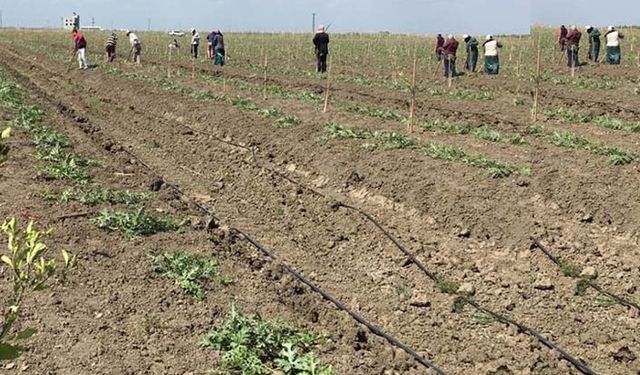 Çiftçiye 10 kalemde 425 milyon lira destek ödemesi: Hangi destekler ödenecek?