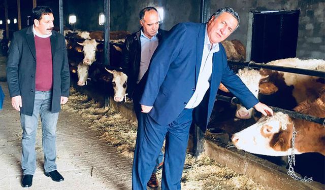 Damızlık Birliğinden ithal hayvan aldı buzağıda brusella çıktı!