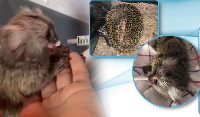 DKMP: O hayvanlara el koydu!