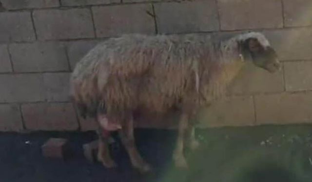 Geçen yıl 3'üz doğuran ivesi koyunu bu yıl da 5'iz doğurdu