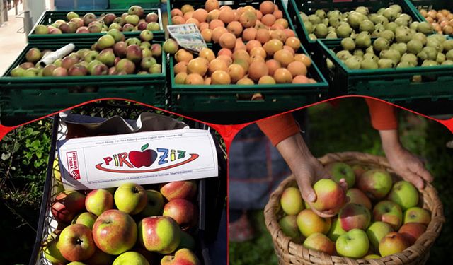 Giresun'un Piraziz Elması zincir marketlerde