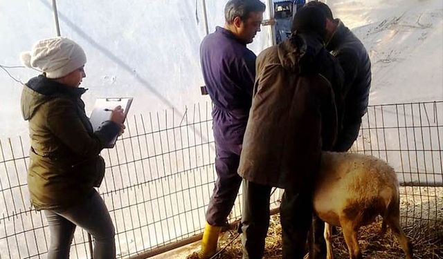 Hayvan başı 25 TL destek için tespit çalışmaları başladı
