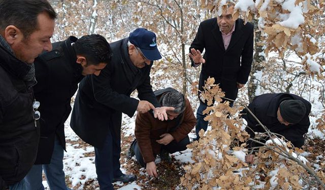 Kırıkkale’de süneyle mücadele sürüyor