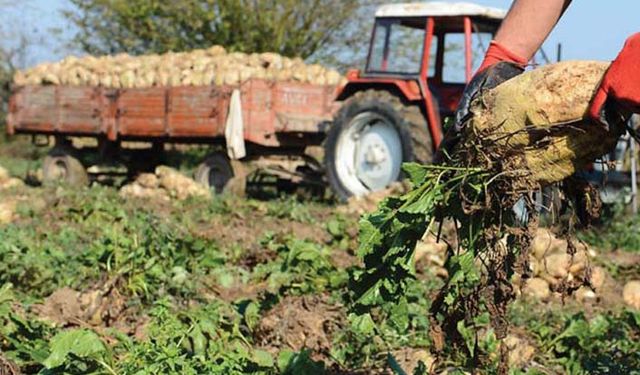 Pancara kota cezası çiftçiyi endişelendiriyor!