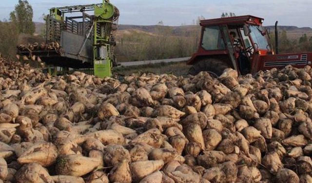 Rusya çiftçisini böyle destekliyor: Acı bir şeker dersi!
