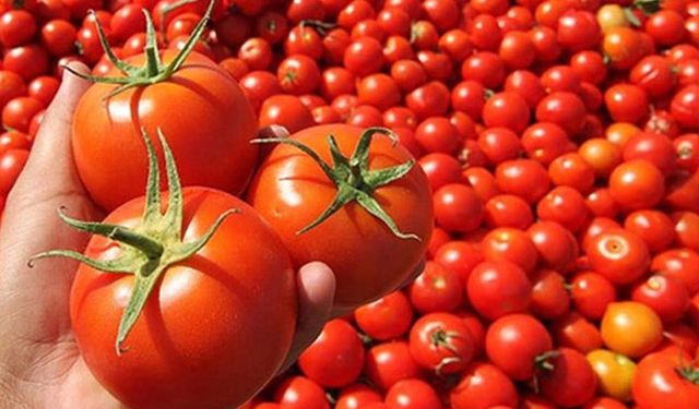 Rusya’dan domates üreticilerine kötü haber!