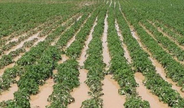 Sel ve dolu felaketinden etkilenen çiftçiye 24 bin lira yerine 201 lira yardım!