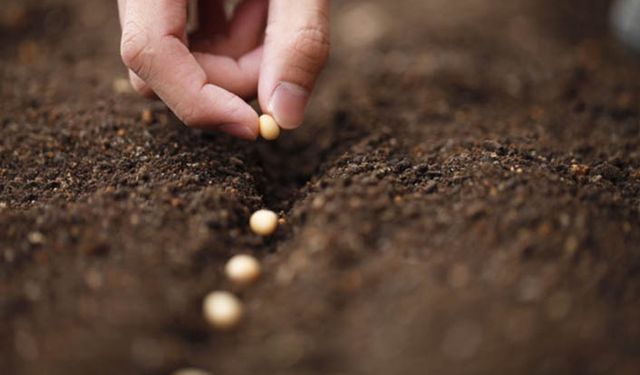Sertifikalı tohum desteğinde fatura şartı çiftçiyi mağdur ediyor