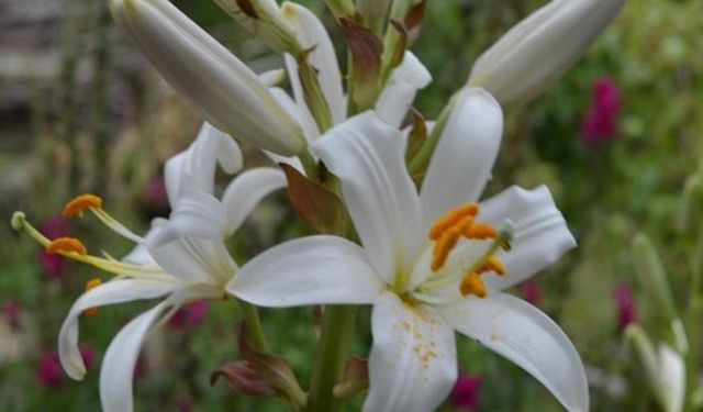 Ak zambakta eylem planı tamamlandı