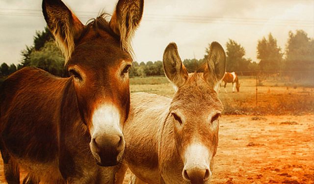 Tarım Bakanlığı açıkladı! At, eşek ve katırlar takip edilecek!