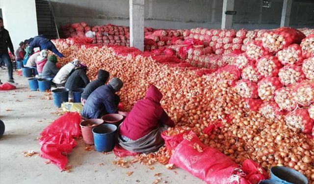 Tarım Bakanlığından dikkat çeken soğan önerisi; TMO bir aylık soğan stoklasın