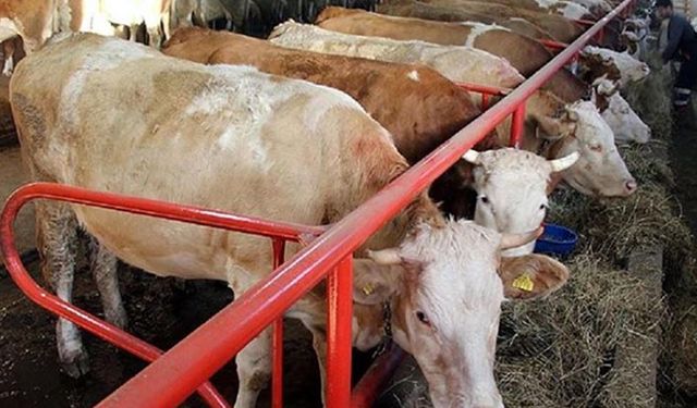 Tarım İl Müdürü: Düve desteği ilk kez uygulanacak