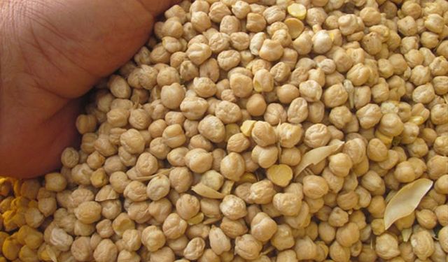 TMO'nun sattığı nohut kafaları karıştırdı