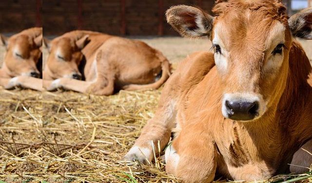 Yetiştiriciye buzağı desteği tuzağı!