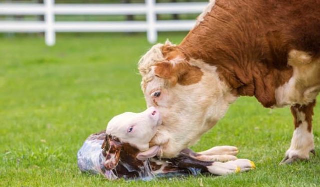 Buzağı destek ödemeleriyle ilgili talimat geldi ay sonunda ödenecek