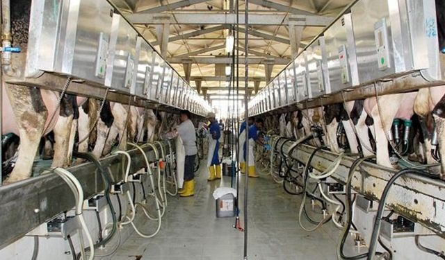 Çiğ inek sütünün sınıflandırılmasında üretici yine sanayicinin insafına terk edildi!