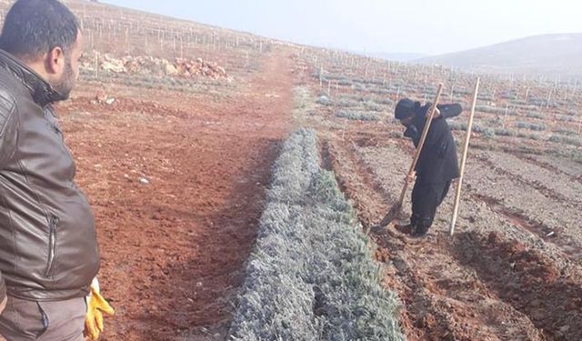Gaziantep kadın çiftçiler eliyle lavanta kokuyor