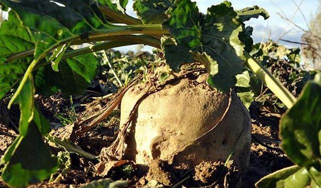 Hangi ilde kaç çiftçi şeker pancarı ekti? Ne kadar üretim oldu? TUİK’ten açıklama bekleniyor!