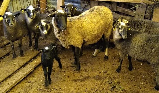 Romanov koyunlar Türkiye'ye adapte olabiliyor mu? İl Müdürlüğünden önemli açıklama