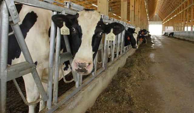 Süt üretiminde hesaplar tutmadı: Bakanın memleketinden beklenirken Konya'dan çıktı