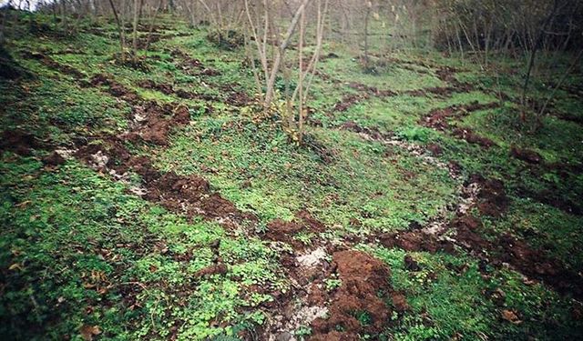 Fındık bahçelerinde azotlu gübre nasıl uygulanır?