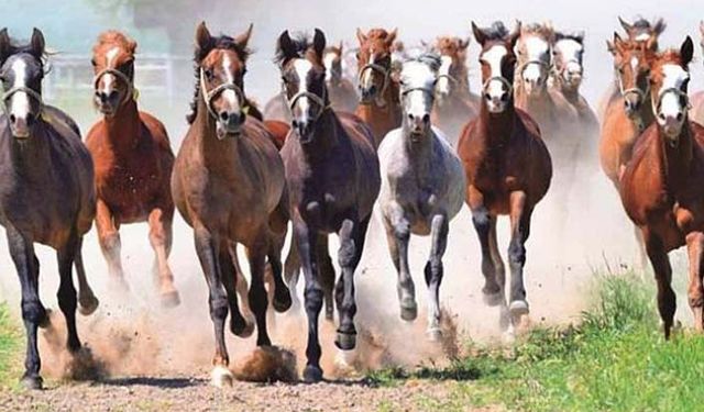 Bakan Pakdemirli açıkladı: TİGEM'den yarış tayında rekor satış